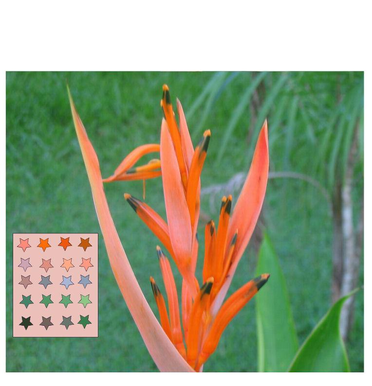 [flornaranja1b.jpg]