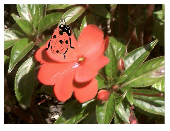 [mariquita2.jpg]