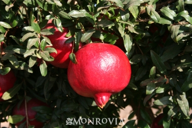 Fleuriste Isabelle Feuvrier Cotoneaster Lacteus