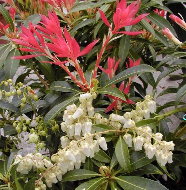 Butterflies Of Vietnam 85 Pieris Rapae Orientalis The Small