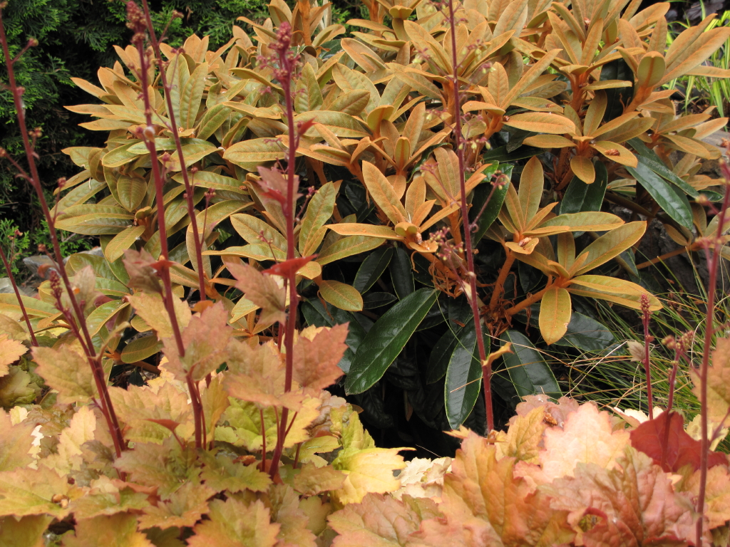 Mahonia Fortunei Useful Tropical Plants