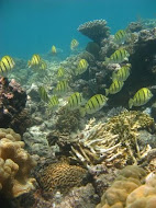 Grande barreira de coral