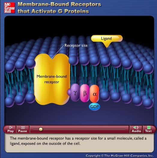Doctors videos Biochemistry membrane bound receptors that activate G