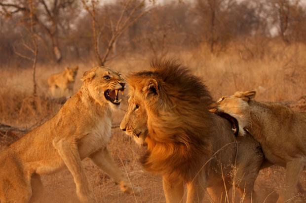 Two Lions Fighting