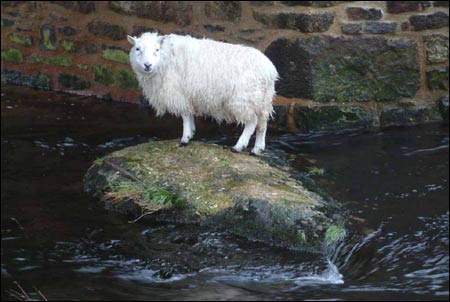 [winter_stranded_sheep.jpg]