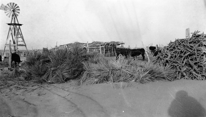 [CSUarch_AN-Yucca.jpg]