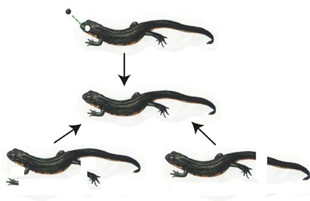 [newt-regeneration.jpg]