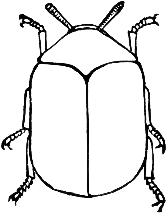 [beetle_14834_lg.gif]