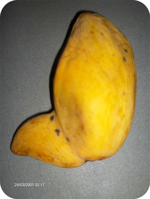 [mango.jpg]