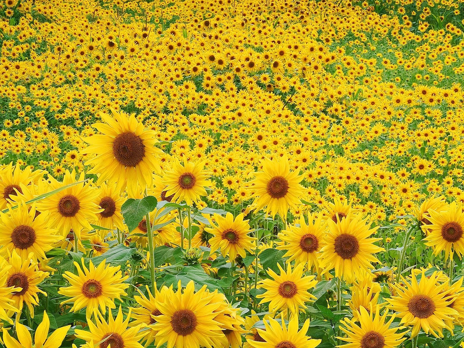[campo_de_girasoles.jpg]