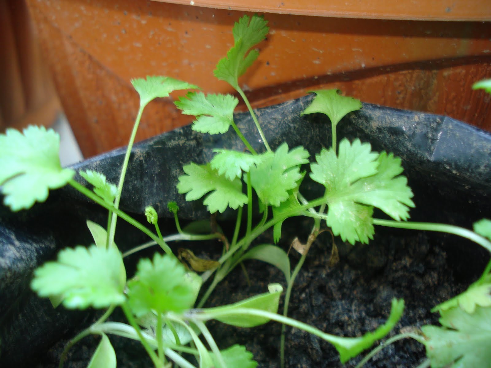RUMAHKUBAHAGIAKU Cara menanam ketumbar ( coriander / ciliantro )