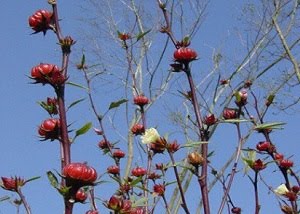 [flor-de-jamaica.jpg]
