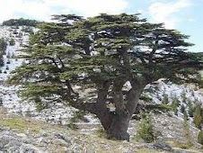 Cedars of Lebanon (Cedrus Libani)