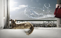 Creative Arts of Animals