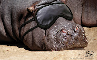 Creative Arts of Animals