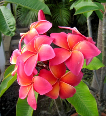 Plumeria Tahiti