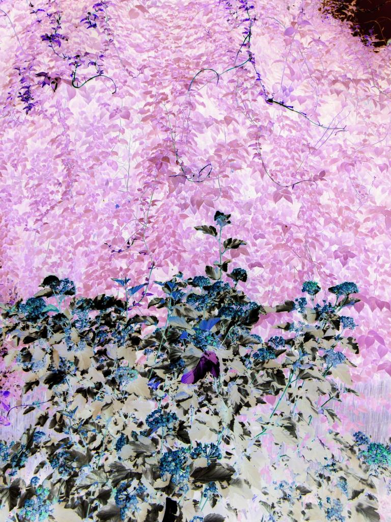 Loropetalum Chinese Fringe Flower Shrubs