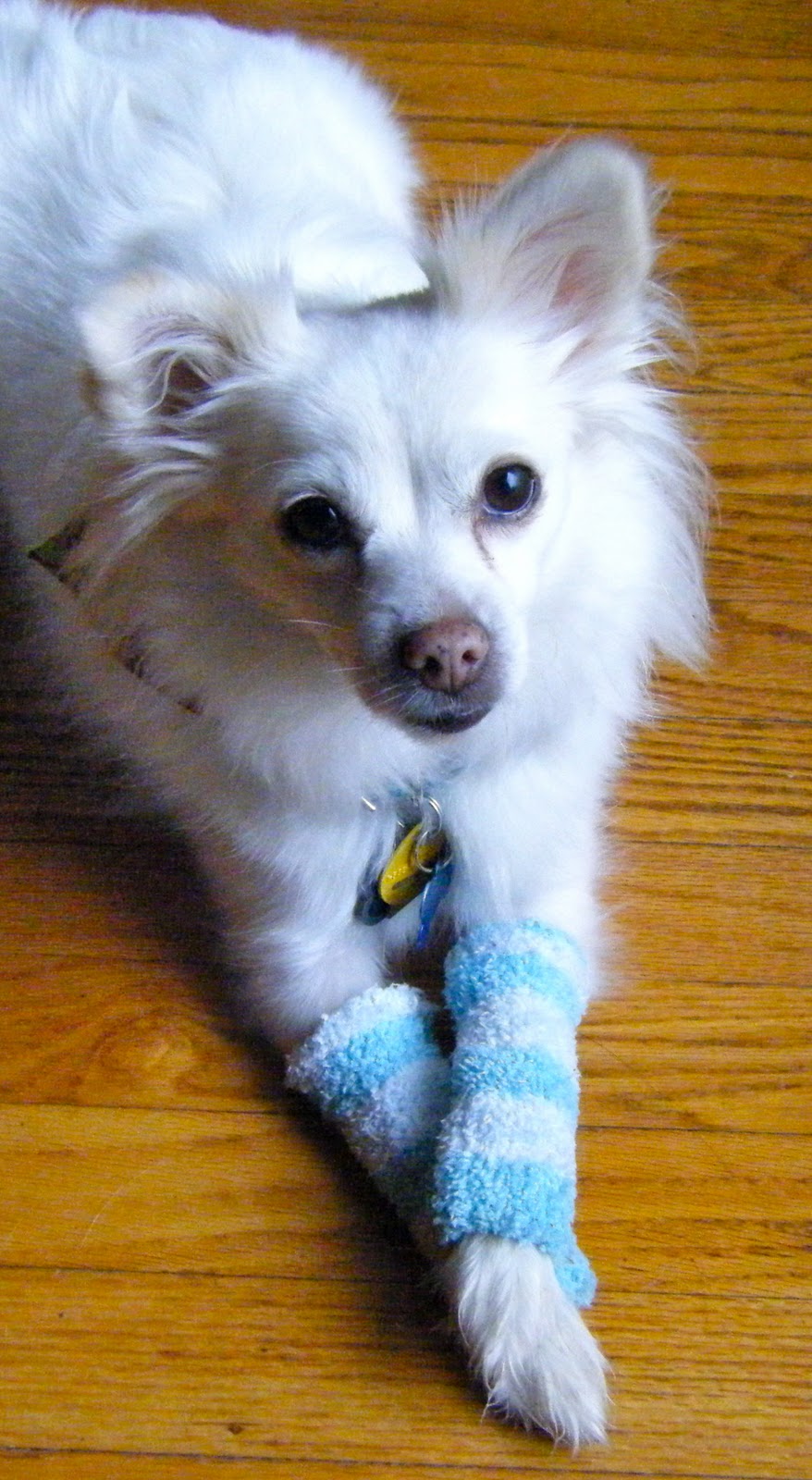 Sew DoggyStyle Upcycled Doggy Leg Warmers