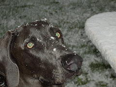 Hayes - our blue weimaraner