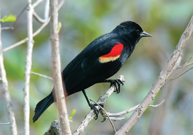 wild birds unlimited what do red winged blackbirds eat wild birds unlimited what do red winged blackbirds eat