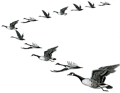 Wild Birds Unlimited on Wild Birds Unlimited  Why Do Geese Fly In A V Formation