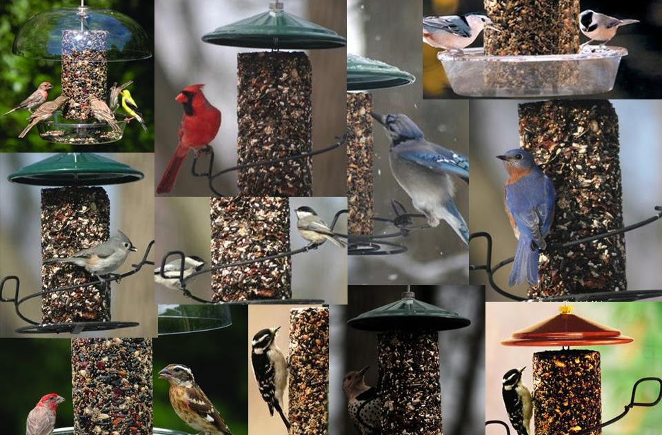 Wild Birds Unlimited Product Highlight Solid Seed Cylinders