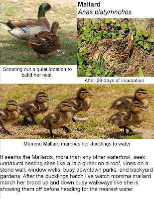 Mallard Duckling Age Chart