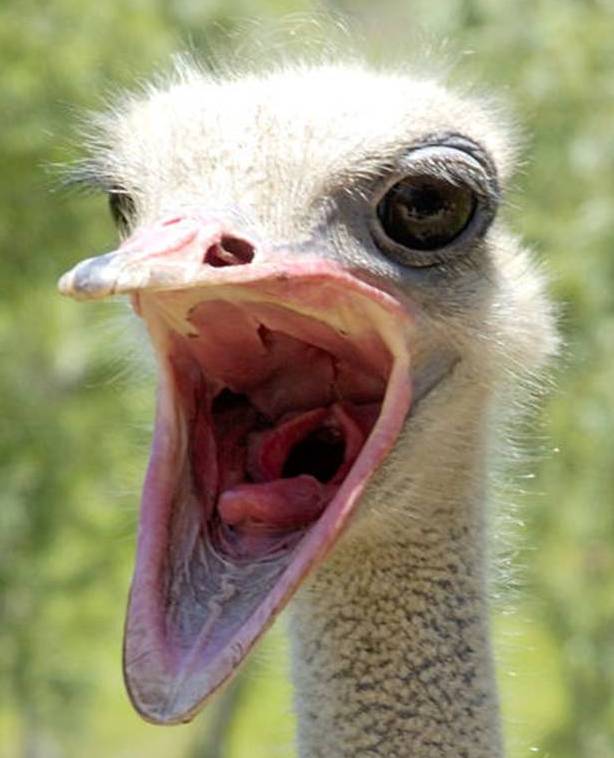 Funny Ostrich Photos