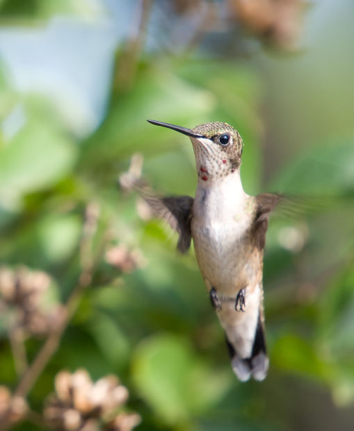 When Is Hummingbird Migration - When Do Hummingbirds Migrate