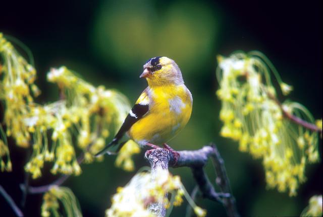 wild birds unlimited why birds molt wild birds unlimited why birds molt