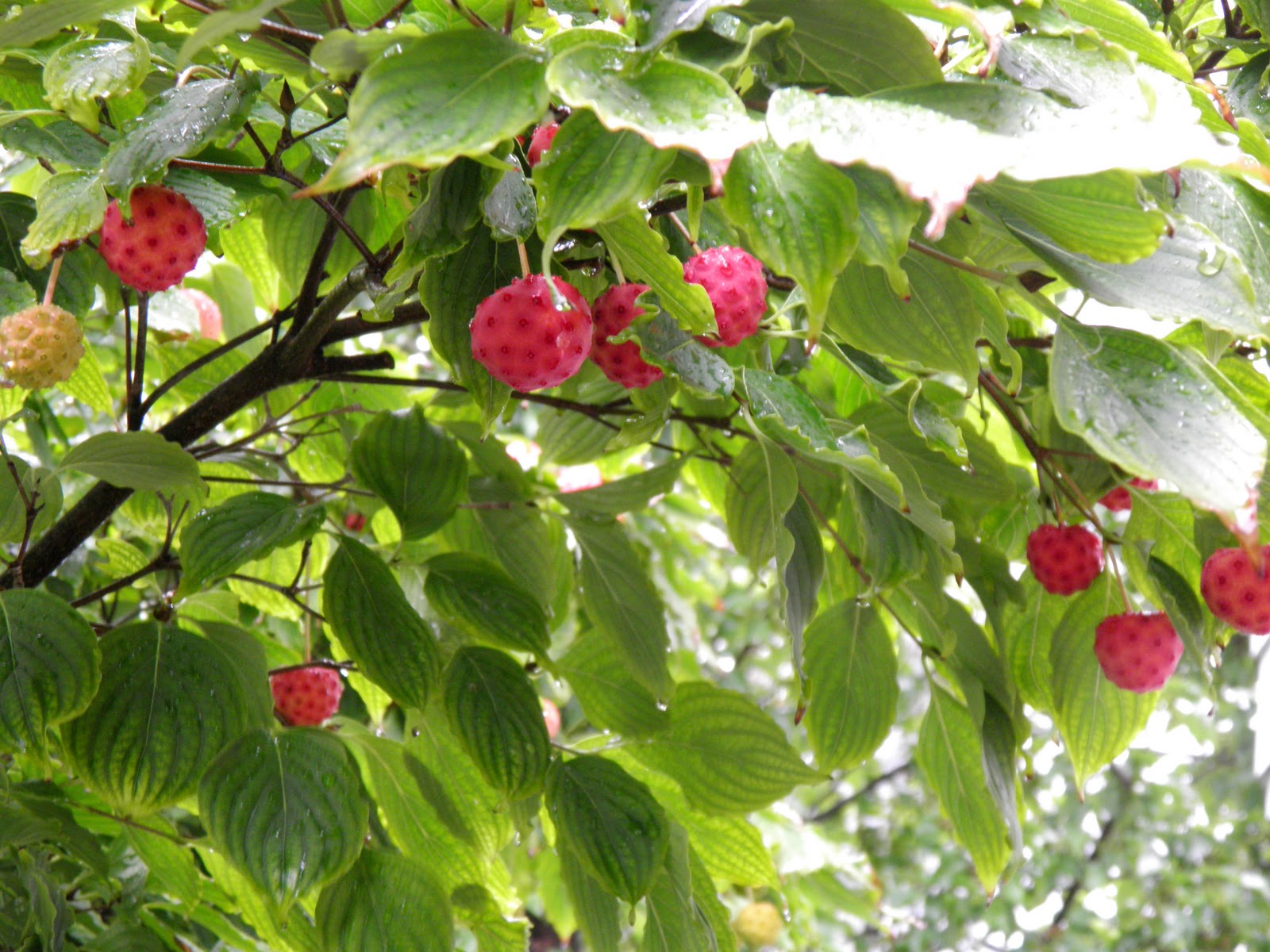 Dogwood+tree+berries+poisonous