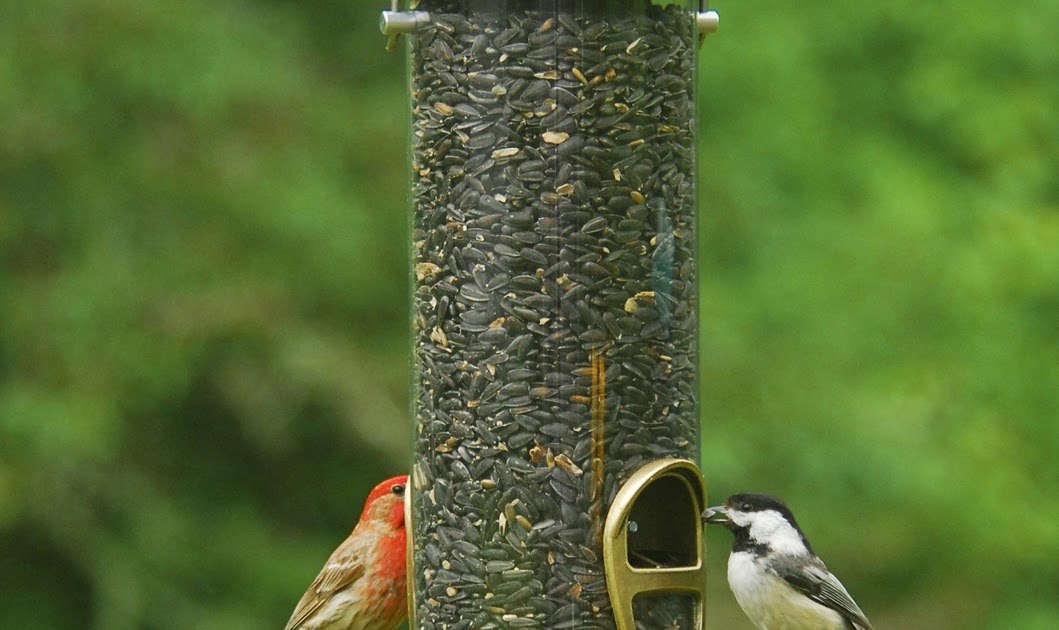 wild birds unlimited no birds at michigan feeders is wild birds unlimited no birds at michigan feeders is