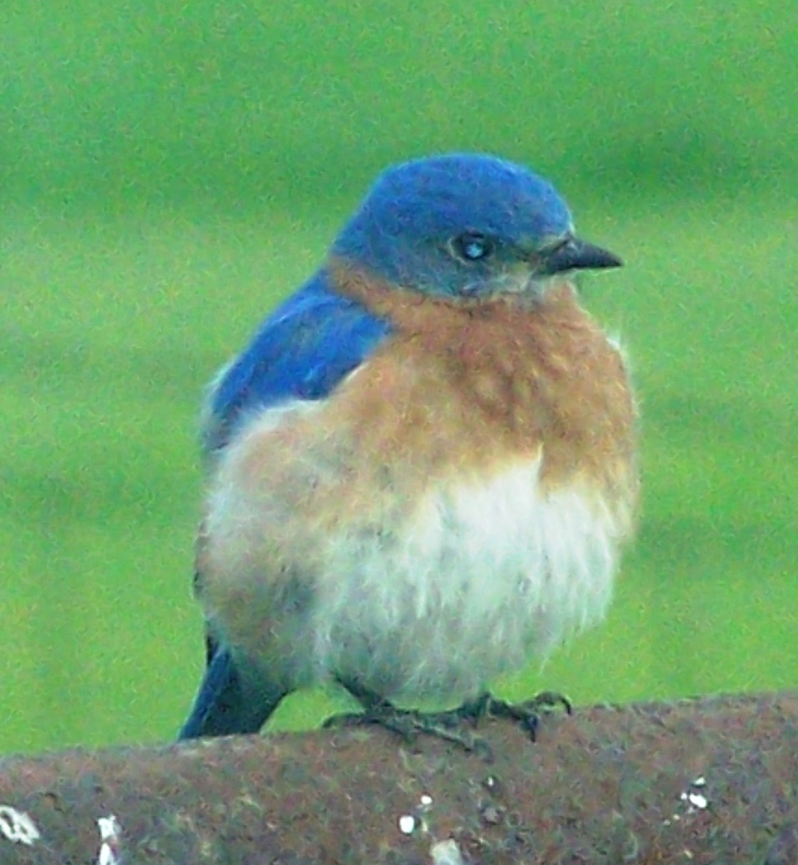 Feedthebirds 1 Attracting Bluebirds In The Winter