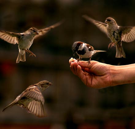 House+sparrow+English+birds+handfed.jpg