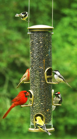 Wild Birds Unlimited on Wild Birds Unlimited  Why Do Birds Scatter Seeds From Feeders
