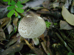 Champignon