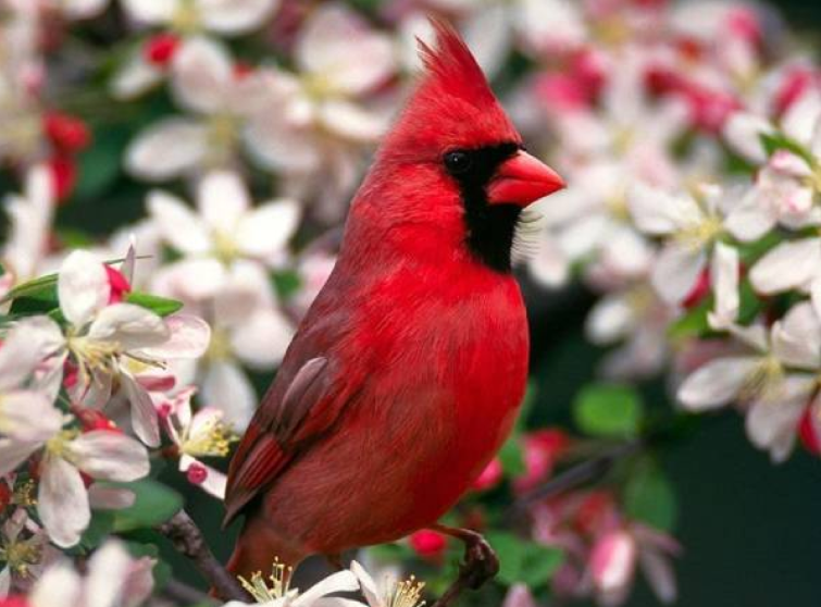 [Red+Cardinal.jpg]