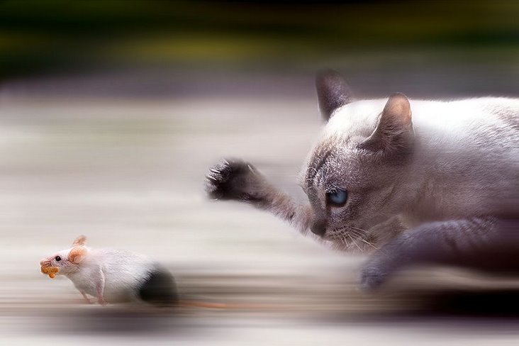 [Cat-chases-mouse.jpg]