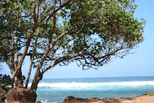 Tree beside the ocean...standing alone