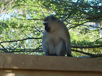 monkey
