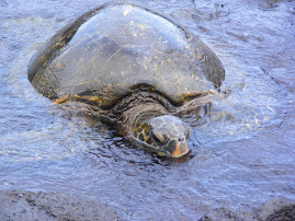 Honu - green sea turtle
