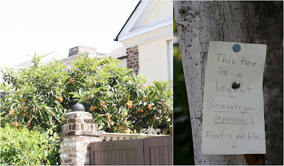 Loquat trees-Copyright© Tartelette 2008