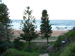 Norfolk Pine on Avalon Beach