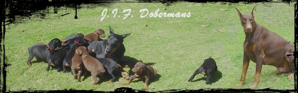 J.I.F. Dobermanns