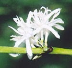 Coffee Flowers