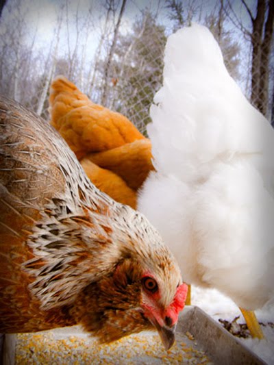 Raising Chickens In Cold Weather
