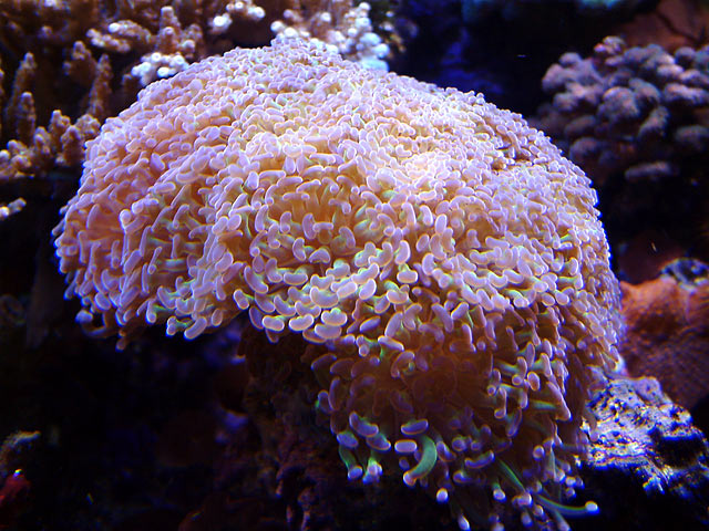 Branching Frogspawn Coral