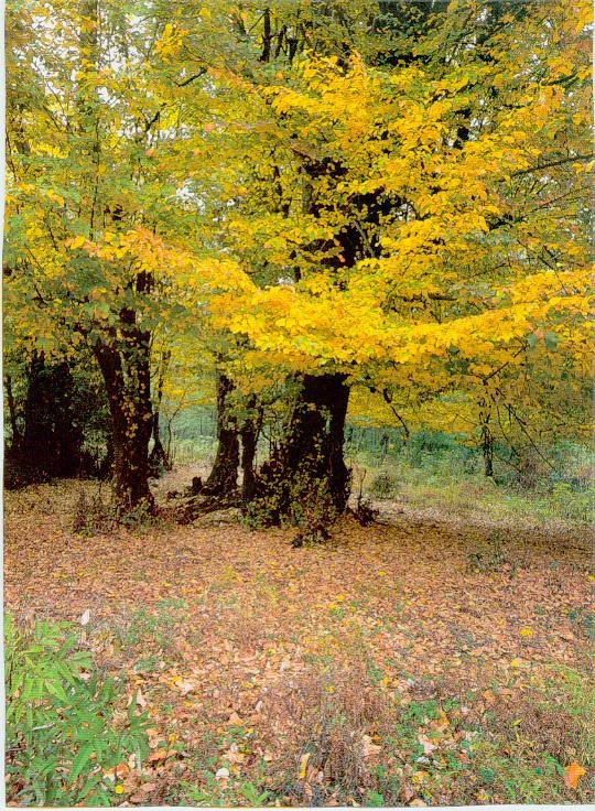 [zahra++++زهرا007.jpg]