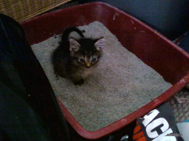 Kitten+poop