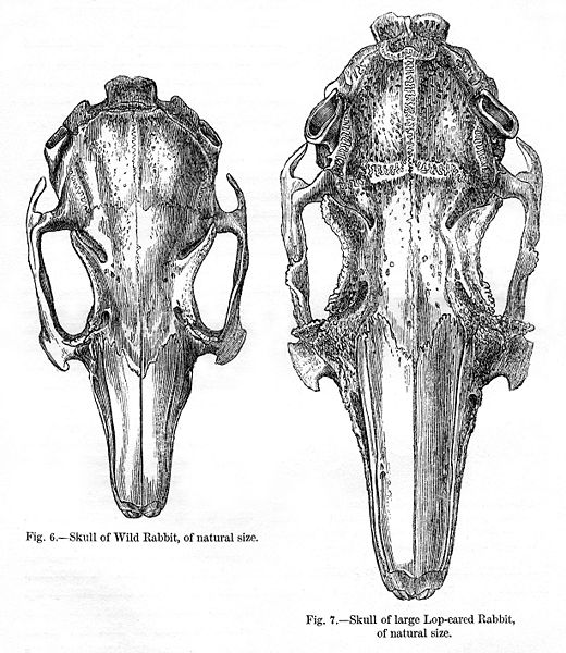 The Archaeologist and the Trowel Ancient Rabbit Skull